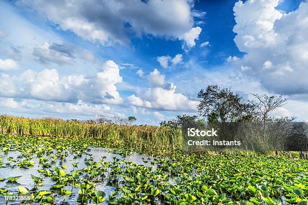 Everglades Stockfoto und mehr Bilder von Everglades-Nationalpark - Everglades-Nationalpark, Feuchtgebiet, Florida - USA