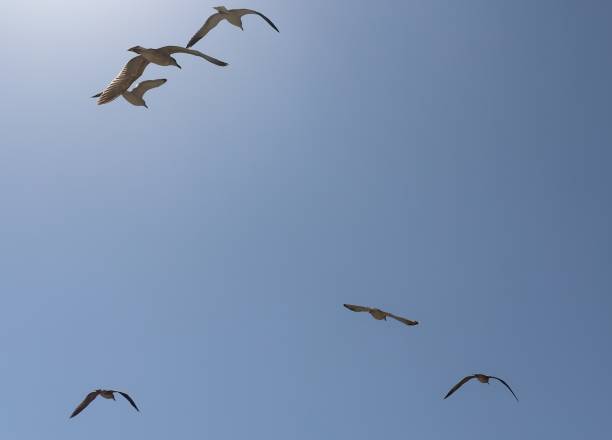 istock Sunny day with a flock of seagulls 1783229430