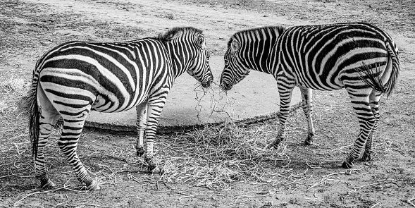 Zebras in Sync