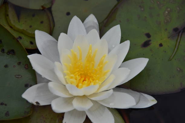 une fleur de nénuphar dans un étang - lily pond photos et images de collection