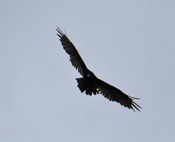 istock A black vulture flying into the air 1783229669