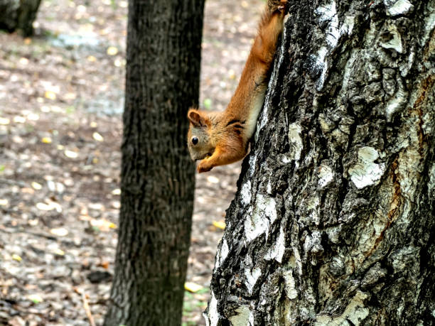 istock red squirrel in a city park on a tree in summer 1783229840