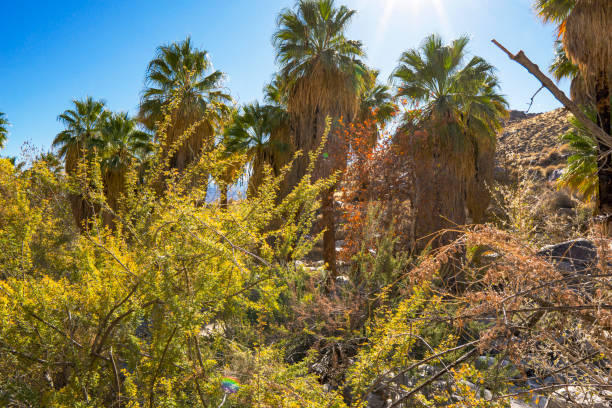 Hiking along a beautiful desert oasis trail in the Palm Springs Indian Canyon, in Southern California.