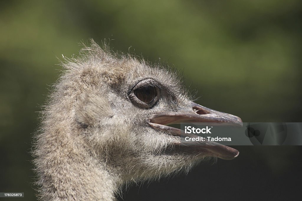 Avestruz (camelus Struthio) - Foto de stock de Aire libre libre de derechos