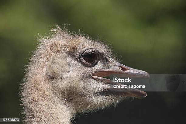 Photo libre de droit de Autruche banque d'images et plus d'images libres de droit de Afrique - Afrique, Animal femelle, Animaux de safari