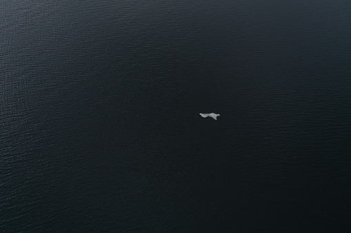Aerial view of a small piece of ice floating on the dark surface of the sea. Black and white background.