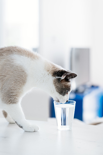 White-Gray Cat Drinking Water from the Glass