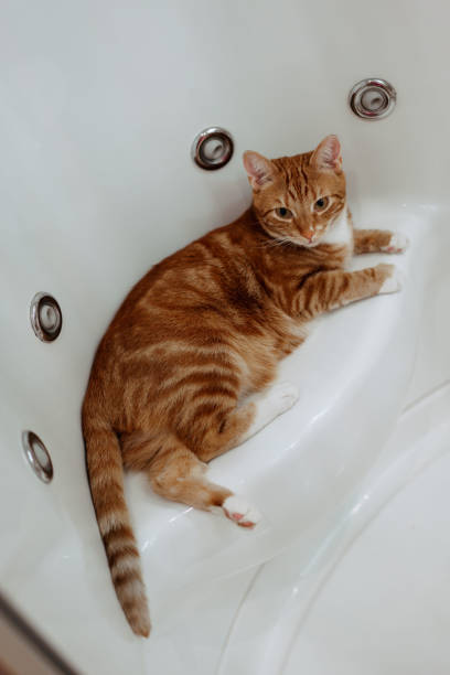 istock Ginger cat sits in the shower and rests 1783291657