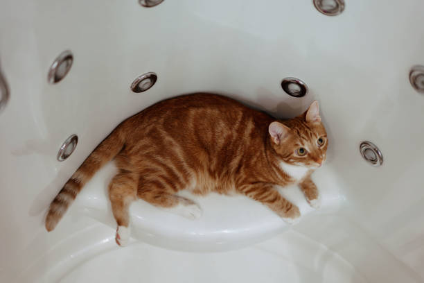 istock Ginger cat sits in the shower and rests 1783292759