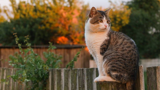 istock The cat in the village sits on a pole. 1783315820