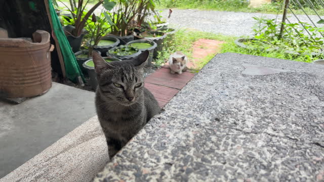 Two cat looking camera