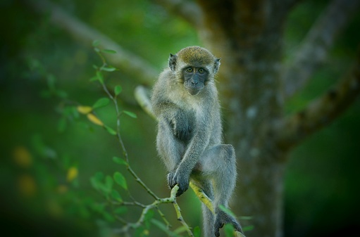 Young monkey on a tree branch