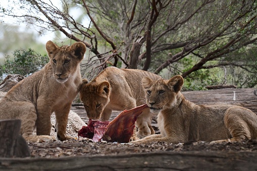 Lion cubs eating in the zoo