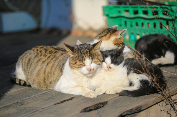A mother cat nursing her kittens.