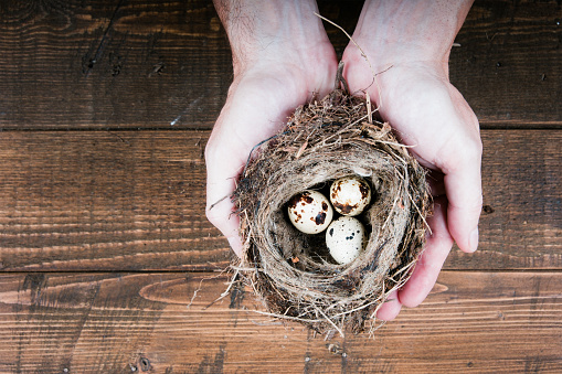 top view of man hands holding bird nest on wooden background