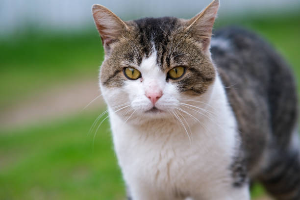 istock Cute cat close-up on a white-green background. 1783350167