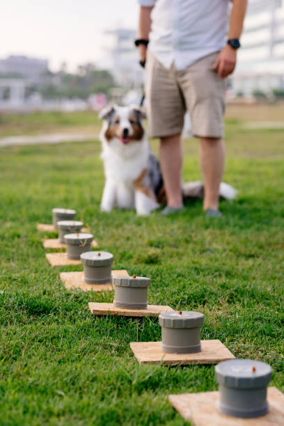 istock Australian shepherd doing nose work. The dog searching food by smell. 1783351477