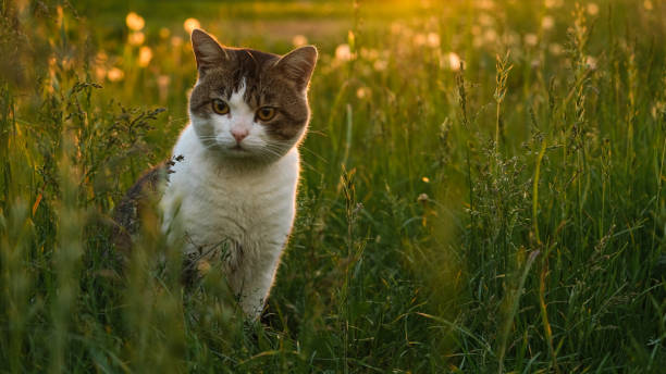 istock Cat on the background of sunset and dandelions. 1783353921