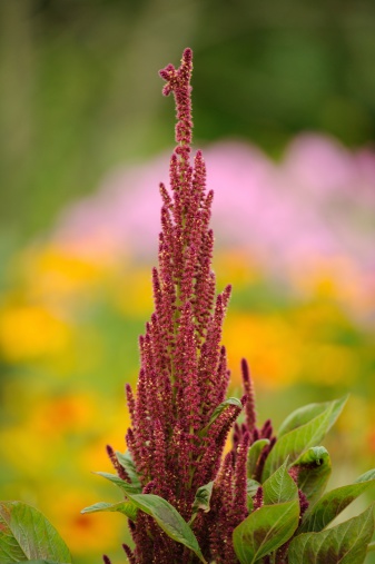 Blooming amaranth (prince's feather) growing on a flower bed
