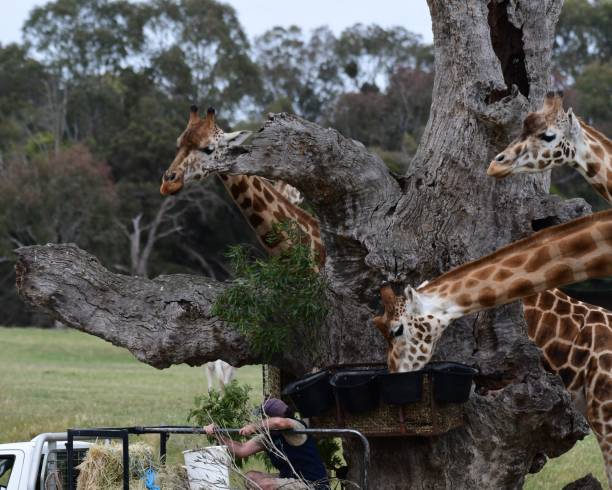istock Giraffes being fed in the zoo 1783364898