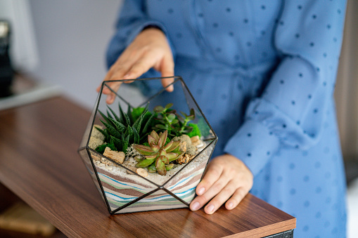 Woman holds a composition with succulents and stabilized moss in hands