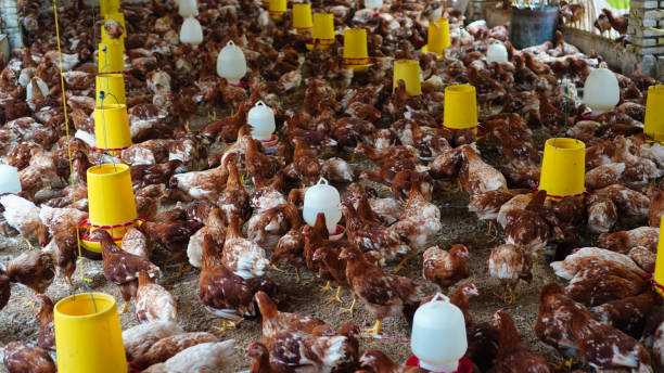 modern chicken farm