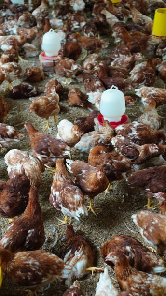 modern chicken farm