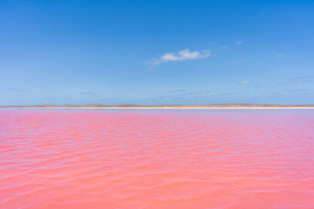 istock Hutt Lagoon - Pink Lake in Port Gregory 1783376854