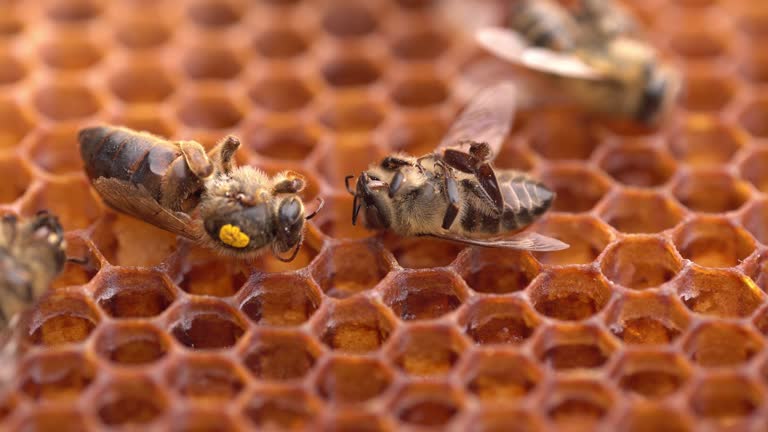 A dead queen bee on a honeycomb