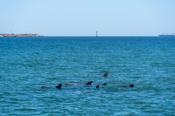 istock Wild dolphins in Koombana Bay 1783398886