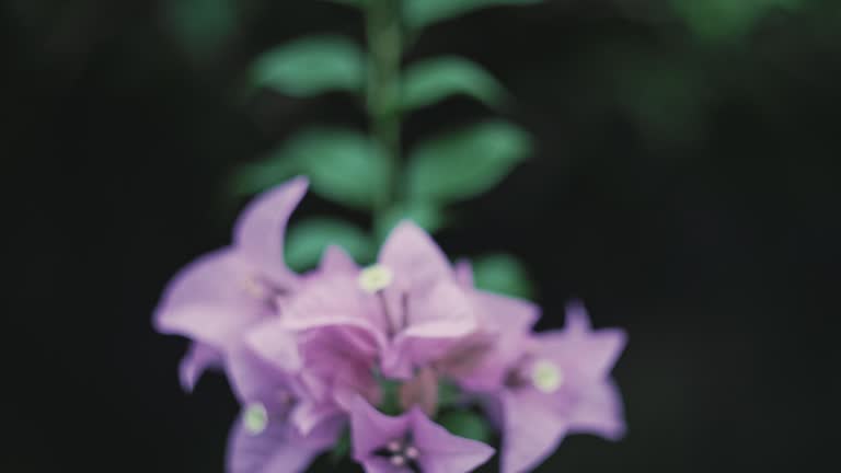 Bougainvillea spectabilis