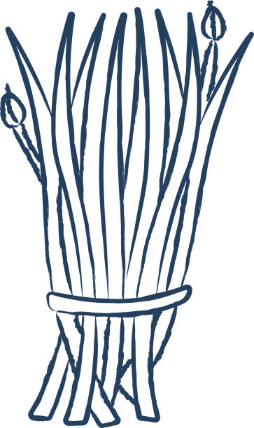 ilustrações, clipart, desenhos animados e ícones de ilustração vetorial desenhada à mão de alho de cebolinha - chive onion spring onion garlic