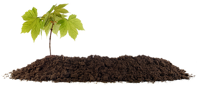 Soil Banner side view isolated on white background with small Tree - Panorama