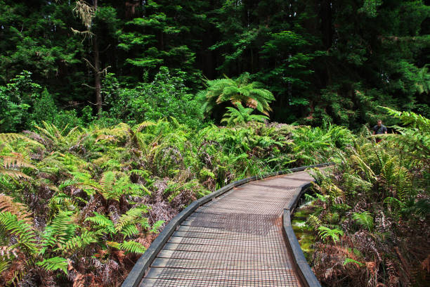 istock Red forest in Rotorua, New Zealand 1783440192