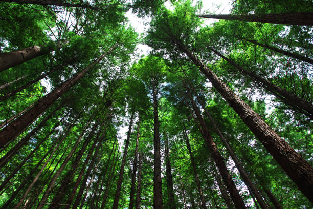 istock Red forest in Rotorua, New Zealand 1783440764