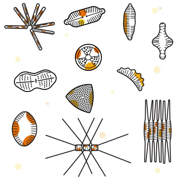 Vector illustration of Diatoms all yellowish-brown