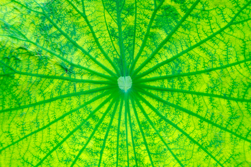close up vein texture of fresh lotus leaf plant