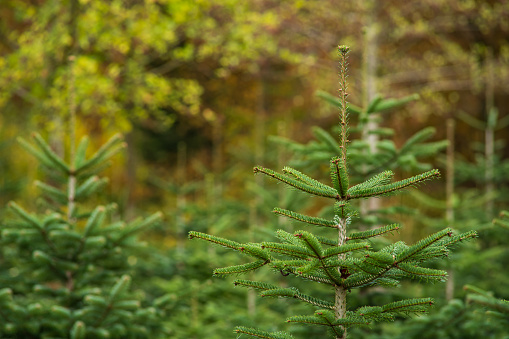 Christmas fir pine tree growing in a nursery near forest. Close up shot, shallow depth of field, no people.