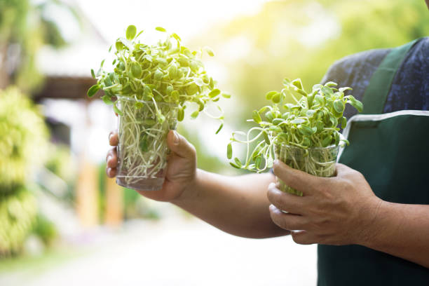 istock Asian middle-aged man with sunflower sprout. 1783459103