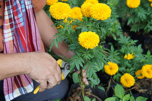 Asian middle aged man looking after his marigold flowers which he grew himself by using his taplet to take photos and to store the growing data beside the vegetable beds in the backyard of his house.