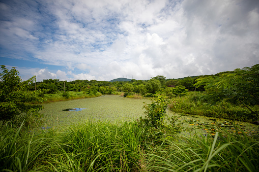 This is a beautiful scenery of Halla Ecological Forest, a tourist attraction located on Jeju Island, South Korea.