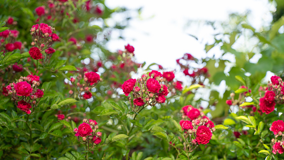 Climbing rose, small inflorescences, the period of the beginning of flowering, bright pink