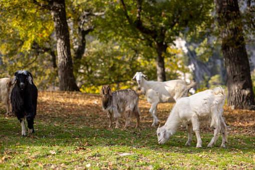 grazing goats at the forest