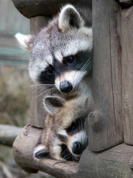 istock low angle view of a curious raccoon looking down and a sleeping raccoon 1783481638