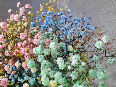 Bouquet of colorful pastel baby's breath flowers closeup