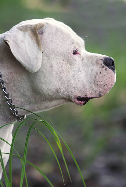 Dogo Argentino portrait Portrait of a obedient dog Dogo Argentino dogo argentino stock pictures, royalty-free photos & images