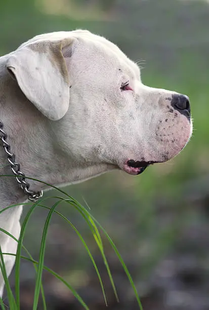 Photo of Dogo Argentino portrait