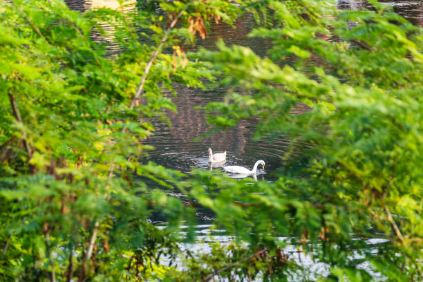 Wildlife in a Serene Natural Landscape