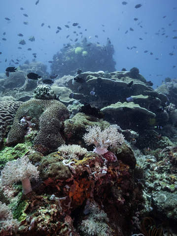 Colony of coral reefs surrounded by schools of fish in sea