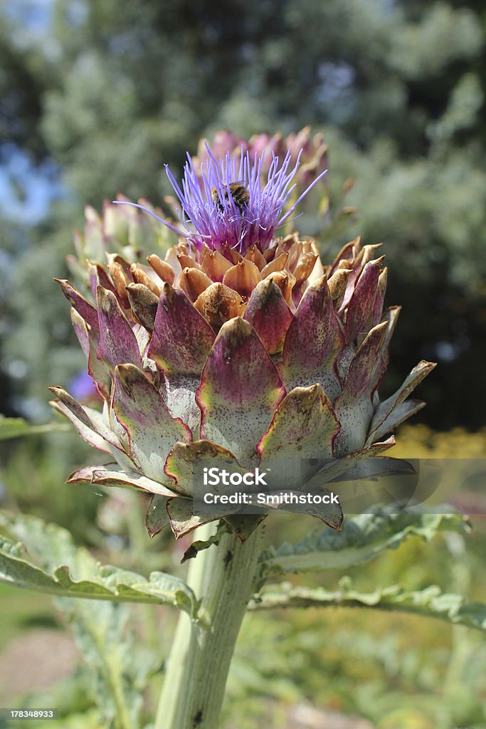 Abeille sur une fleur d'artichaut globe - Photo de Abeille libre de droits